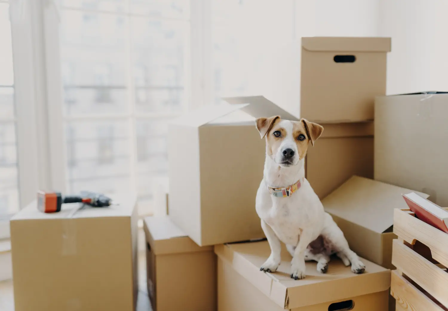 The Ultimate Guide to Moving with Pets in Canada